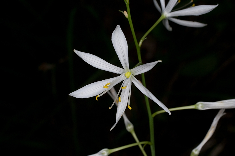 Anthericum liliago